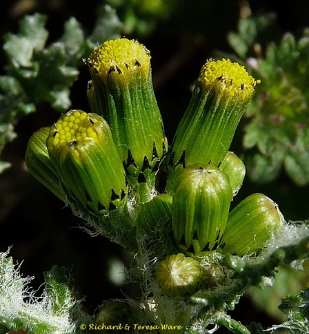 {Senecio vulgaris}
